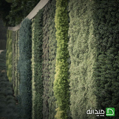 با دیوار سبز طراوت را به منزل خود بیاورید!