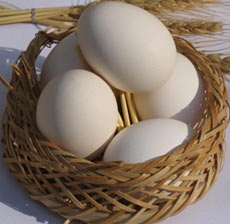 چرا تخم مرغ بیضوی است ؟