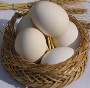 چرا تخم مرغ بیضوی است ؟